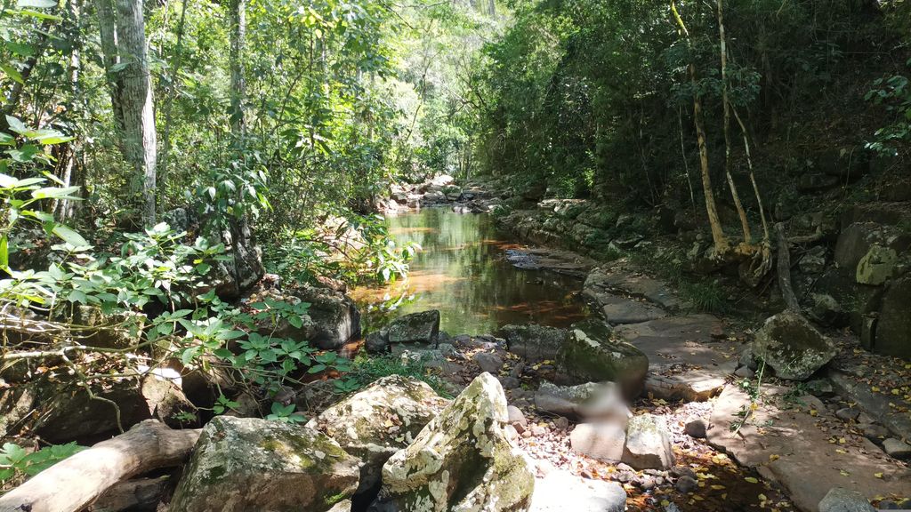 Salto Orquídeas con orquídeas silvestres en Misiones